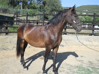 Valoroso del Talozzo