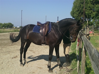 Arzillo del Talozzo 2014 