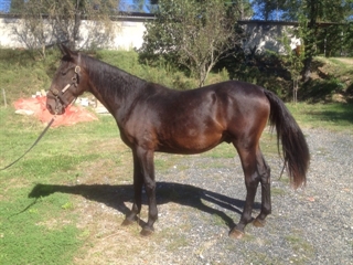 Bastiano del Talozzo 2014