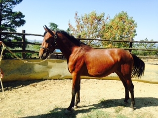 Corallo del Talozzo 2015