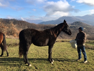 Ebano - Inverno 2016/2017