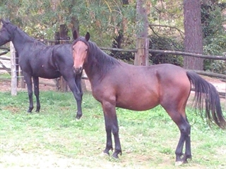 Euforia del Talozzo 2017