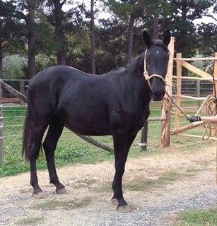 Furfante del Talozzo